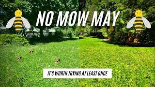 No Mow May - YES, You Should Try It - Here's Why!