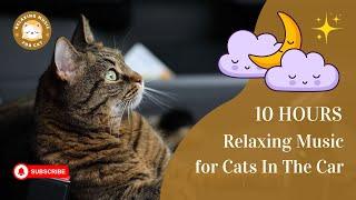 Relaxing Music for Cats in the Car 10 Hours 