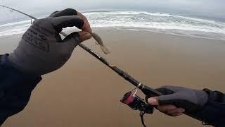 Fishing for Surf Perch using Got'em Baits