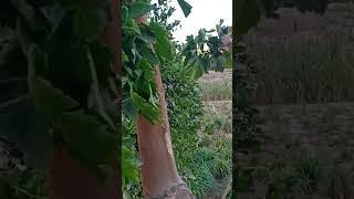 تحويل الصحراء إلى جنة الله في ارضه