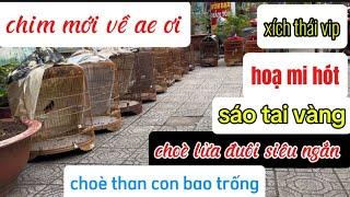 1 nhà chim  anh em ơi