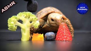 ASMR Mukbang Eating Food  Turtle Tortoise 83