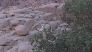 Camels at Thola, Mt Sinai