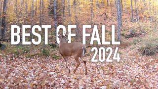 Best of Fall in 6 minutes - Canadian Wildlife on trail cameras