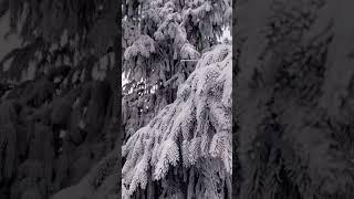 #beautiful #winter #nature #countryside
