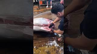 How to Quickly Cut a Bluefin Tuna切割巨大黑鮪魚