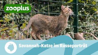 Savannah-Katze im Rasseporträt: Alle Infos rund um die wilde Exotin