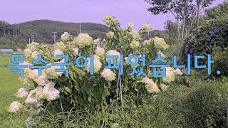 목수국이 피었습니다.