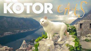 Kotor: City of Cats // Cat Lover's Guide to Kotor, Montenegro // Kotor Kitties Interview