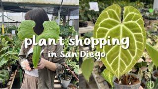 San Diego Plant Shopping + Ecuagenera haul! (OMG)