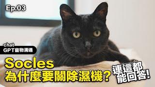 【Socles為什麼要關除濕機？連這都能回答！】 #ChatGPT寵物溝通 EP.3 志銘與狸貓 #threads