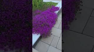 Этот тимьян идеален для озеленения.