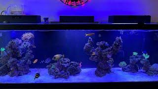 Update Petsmart Aqueon 125 gallon aquarium-6 months on the reef-DISASTER!?!?