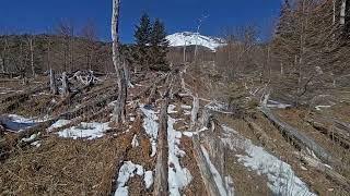 富士山　村山古道　倒木帯　散策（2025.1.25）