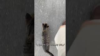 [덕스 고양이] 메추리농장 길고양이 아침마다 일시키는 냥이 덕스 열심히일해 !