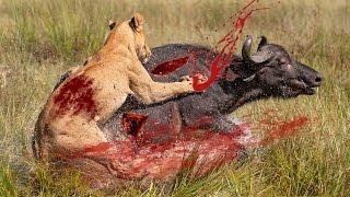 Cape Buffalo Vs Lions|Buffaloes Gore Lion To Death|Buffalo Attack And Kill Lions