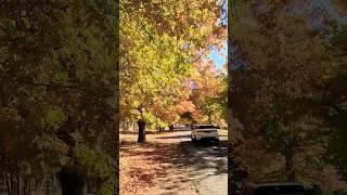 Autumn Leaves at Honour Avenue  #shorts #travel #melbourne #autumn #fall