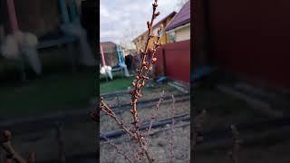 абрикос манитоба ,Нижний Новгород