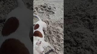 Revan at the beach