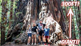 New Zealand Family see America's GIANT Redwood Trees for the first time! (WE FELT SO SMALL!)