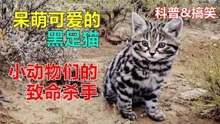 【动物科普&搞笑】一种又萌又凶的猫！#动物世界 #搞笑解说 #黑足猫