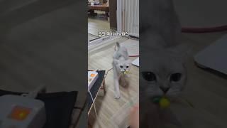 낚시하면 눈돌아가는 울집냥이들 #고양이 #cat #브리티쉬숏헤어 #猫 #낚시 #fishing #사냥