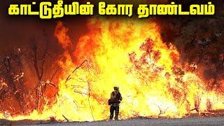 சதியால் உருவான காட்டுத்தீயா  - Wildfire Types