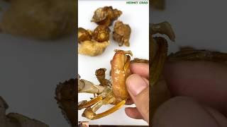  How To Help Your Hermit Crabs Change Their Shells  #mollusks