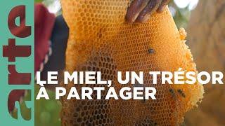 Kenya : l'abeille, les Yaaku et l'oiseau | Les maîtres des abeilles | ARTE Family