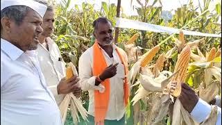 Kaveri Maize KMH8322