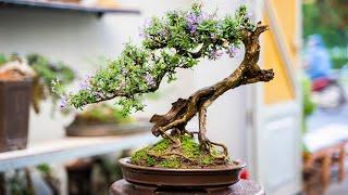 Thọ Bonsai - Cây 52 - Linh Sam 86 ĐÃ BÁN