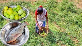 Santali tribe grandmaa collect TOMATO for cooking Tomato Fish curry for their lunch