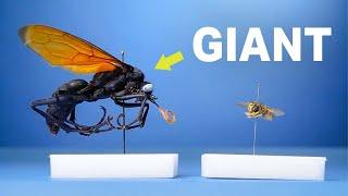 My Giant Bug Collection