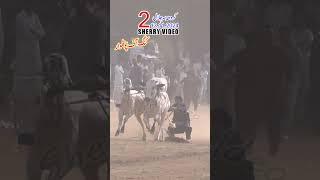 Bull Race In Pakistan 2024 Village | Kronta |No.2 |13.11.2024| #fatejungbullrace #bull  #azadkashmir