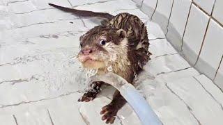 Baby otters have Spartan swimming education!