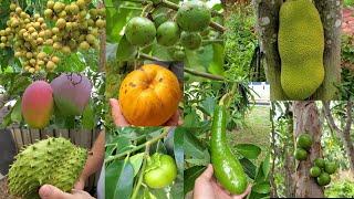 Visiting a friend's Tropical Fruit trees.