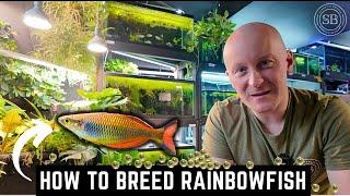 HOW TO BREED RAINBOWFISH - A COMPLETE GUIDE