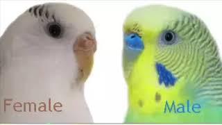 how to easily breed budgies step by step