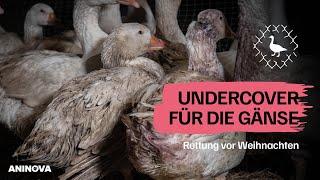 Bewegende Gänserettung: Freiheit statt Festtagsbraten