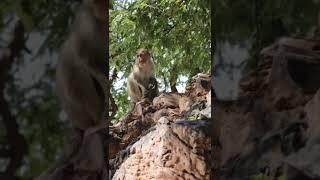 Bonnet Macaque Monkey in Badami Fort, Bagalkot | VgBingi