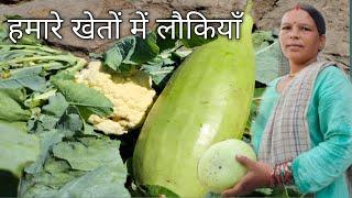 हमारे खेतों में लौकियाँ pahadi lifestyle pahadi village life#pahadi