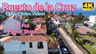 Tenerife ️ Puerto de la Cruz La Paz Pigeon Show 10 January 2025 Teneriffa