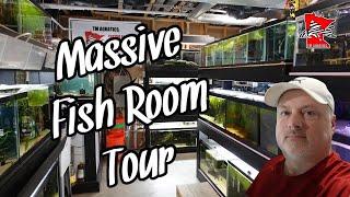 Pleco & Corydoras Fish Room Tour