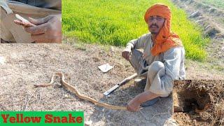 Yellow Snake Catching by the Snake Catcher,Non Venomous Snake