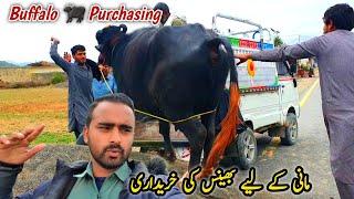 Buffalo Purchasing Soda Ni Bana  Village Life Daily Routine MB Vlogs