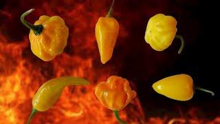 6 Hot Peppers That You Need To Grow  - Best Tasting Hot Peppers