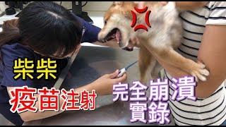 柴犬ワクチンの2回目の接種が行われ、反応はとてもエキサイティングでした！