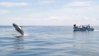 Whale Watching in Atlantic Ocean at Samana Bay | Trip to Punta Cana, Dominican Republic 2021