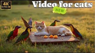 Cat TV for Cats | Soothing Birds & Squirrels in a Natural Habitat | Kitten Playhouse