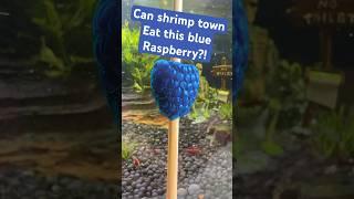 can shrimp eat a blue raspberry? #shrimp #aquarium #shorts